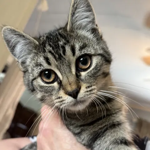 Nugget