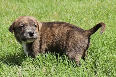 Zeus
