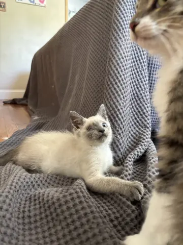 Dust Bunny