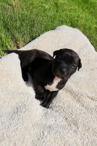 Duncan