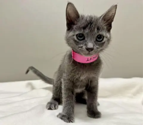 Peanut