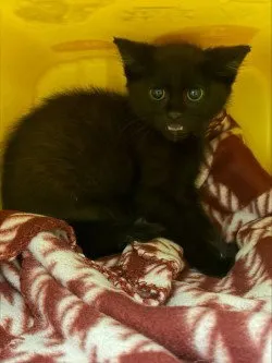 Mowgli - Photo 1