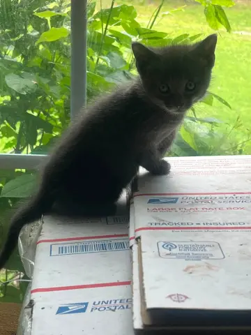 Amelia