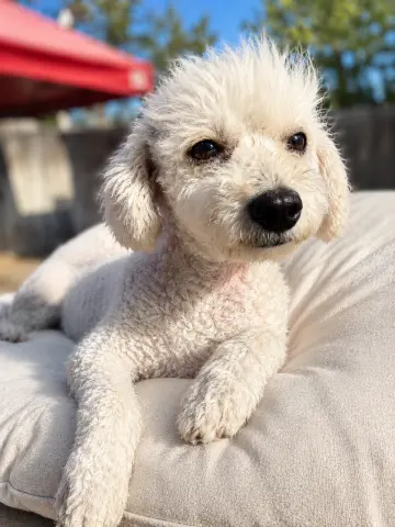 Bri
