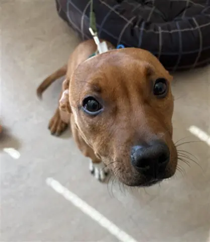 Caramel