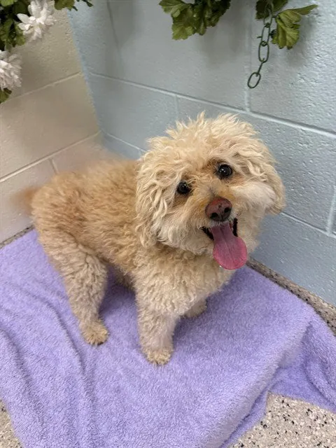 Milo - Photo 1