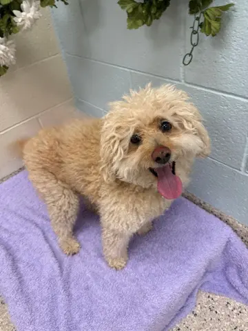 Milo