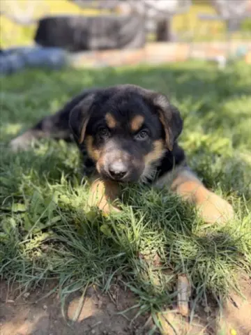Bear