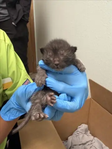 Brownie