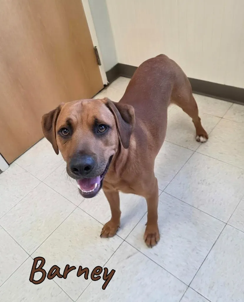 Barney - Photo 1