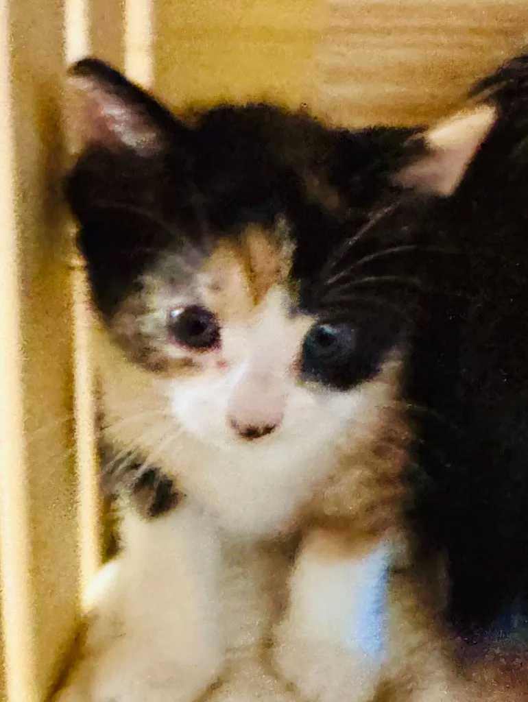 Snickerdoodle - Photo 1