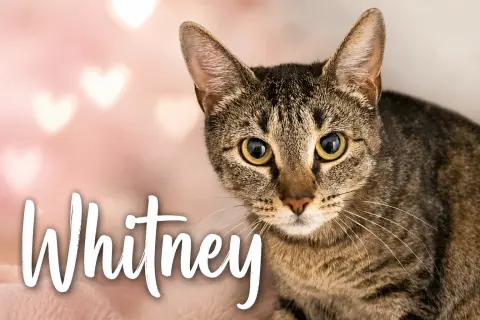 Whitney