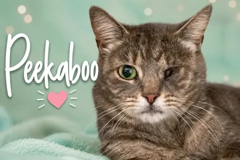 Peekaboo