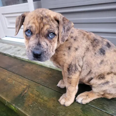 Sophie