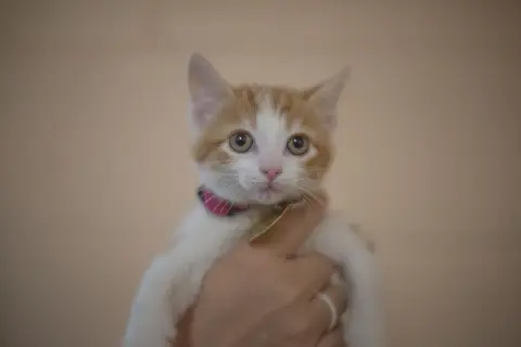 Purrito