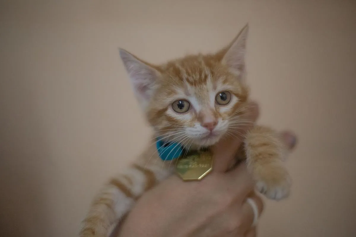 Punkin - Photo 1