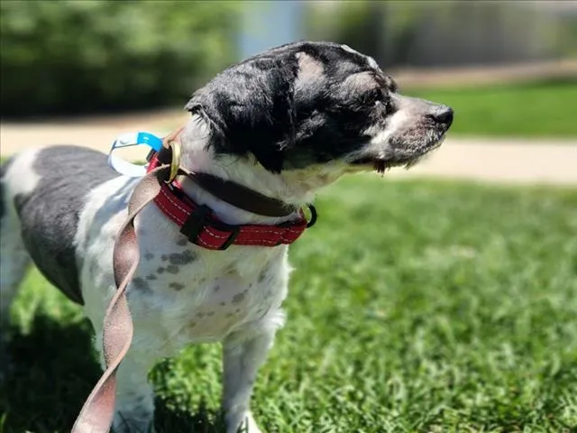 Gizmo - Photo 1
