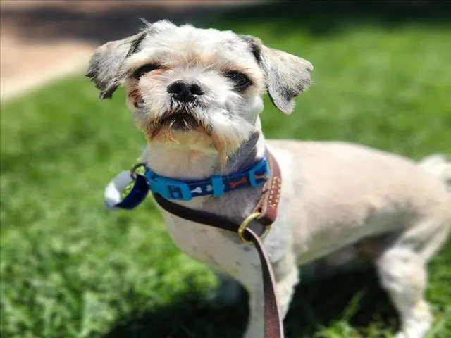 Brownie - Photo 1