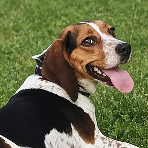 Bebe