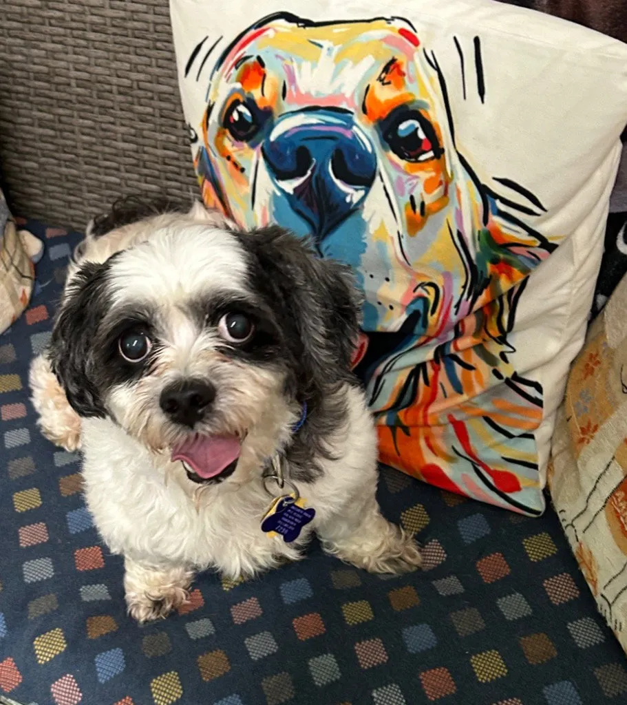Georgie - Photo 1