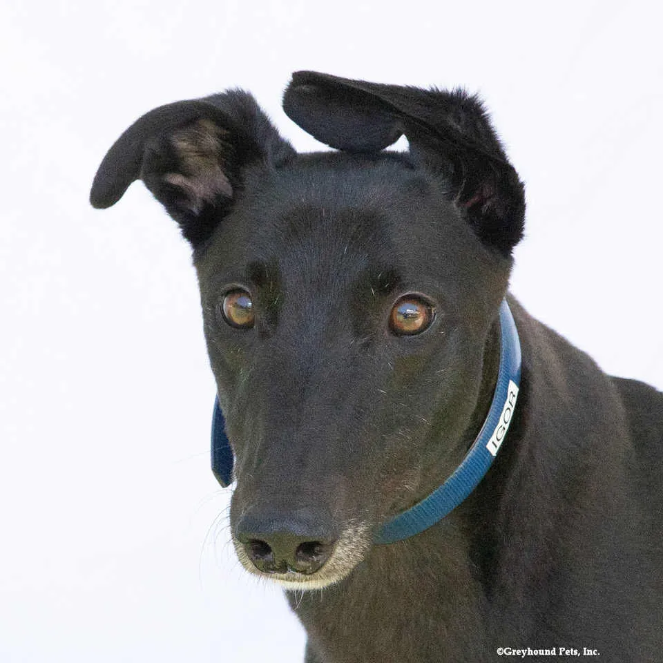 Igor - Photo 1
