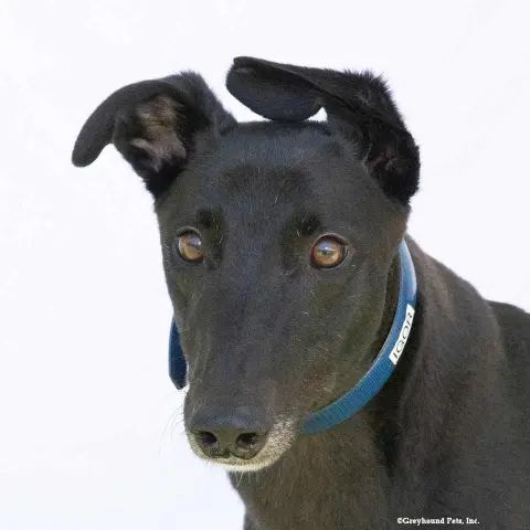 Igor