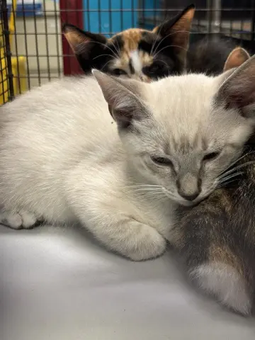 Simba