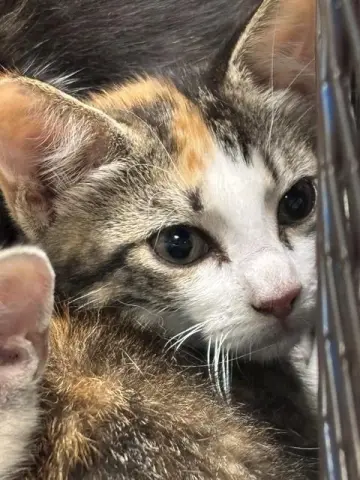 Josie