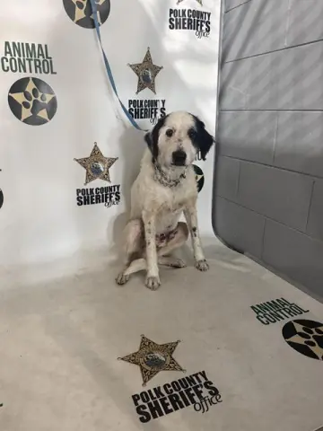 Mr. Peabody