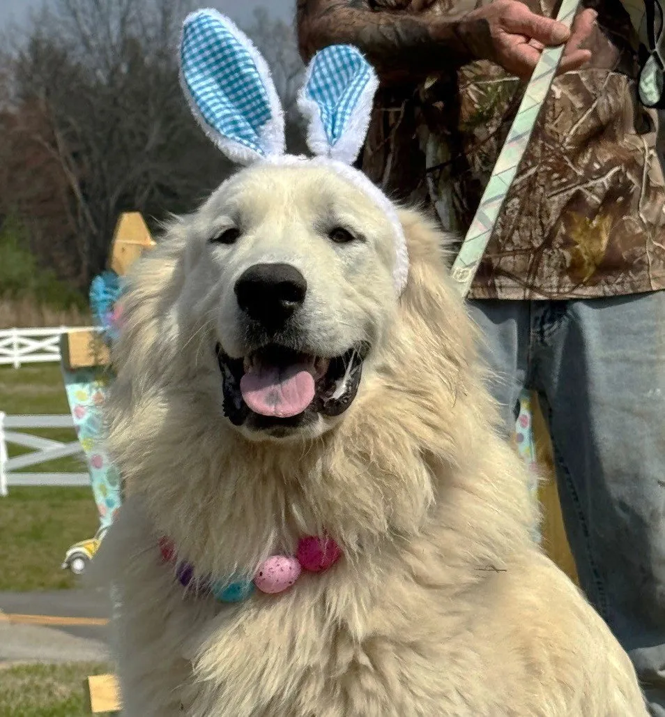 Sully - Photo 1