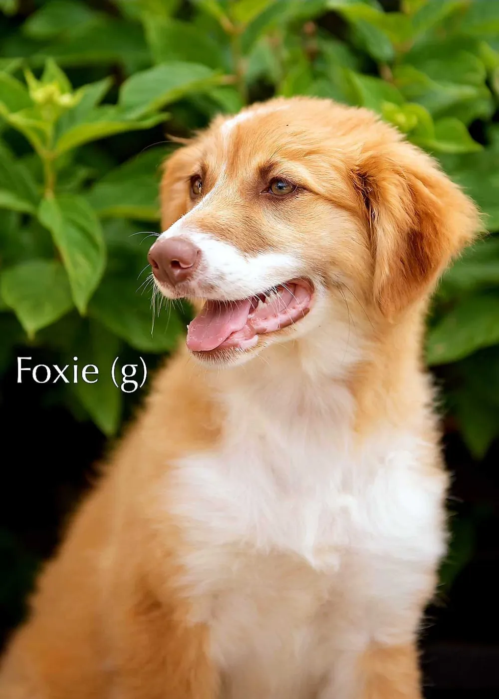 Foxie - Photo 1