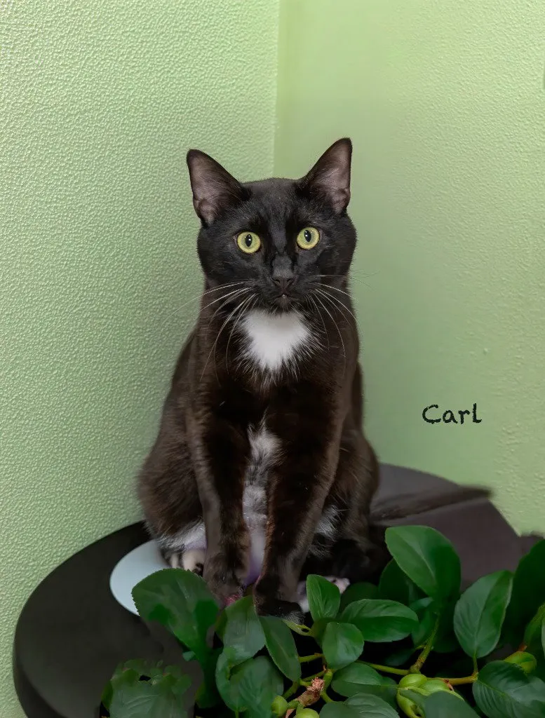 Carl - Photo 1