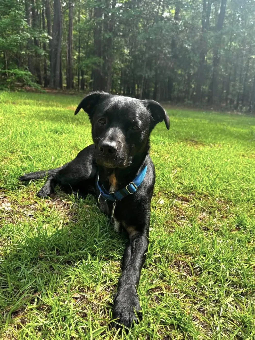 Boogie - Photo 1