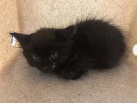 Ollie