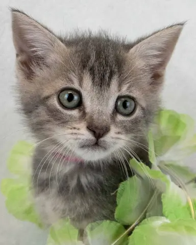 Hermione