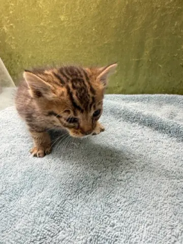 Oliver