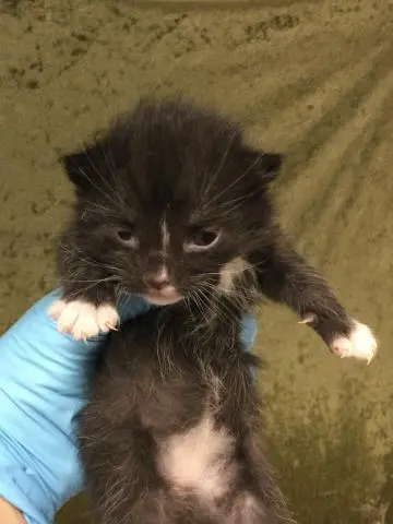 Oreo