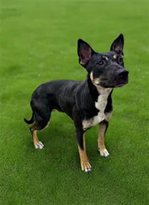 Olive - Photo 1