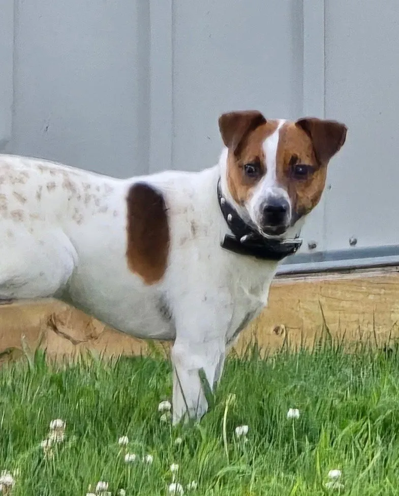 Scout - Photo 1