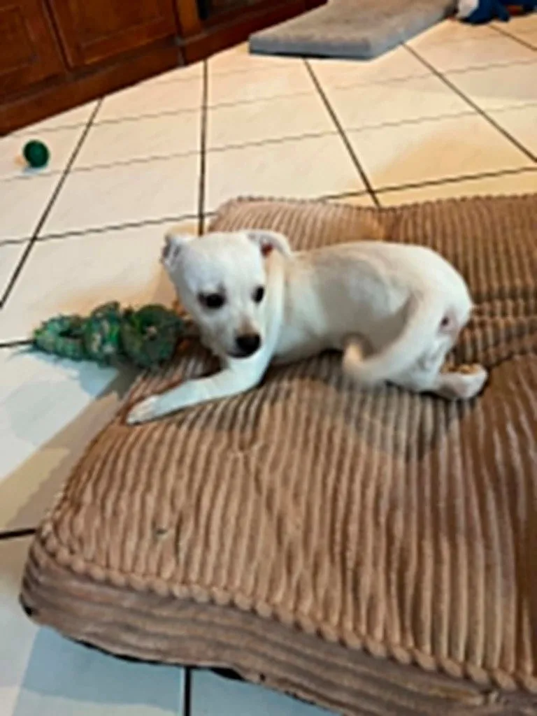 Milo - Photo 1
