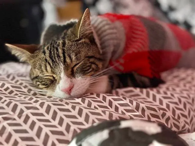 Milo - Photo 1