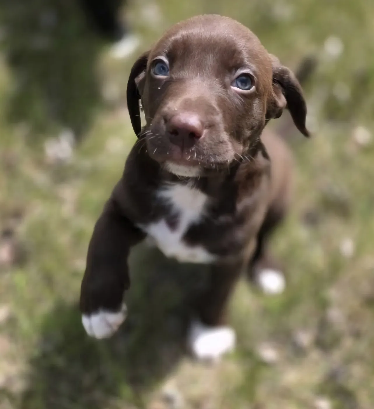 Penny - Photo 1