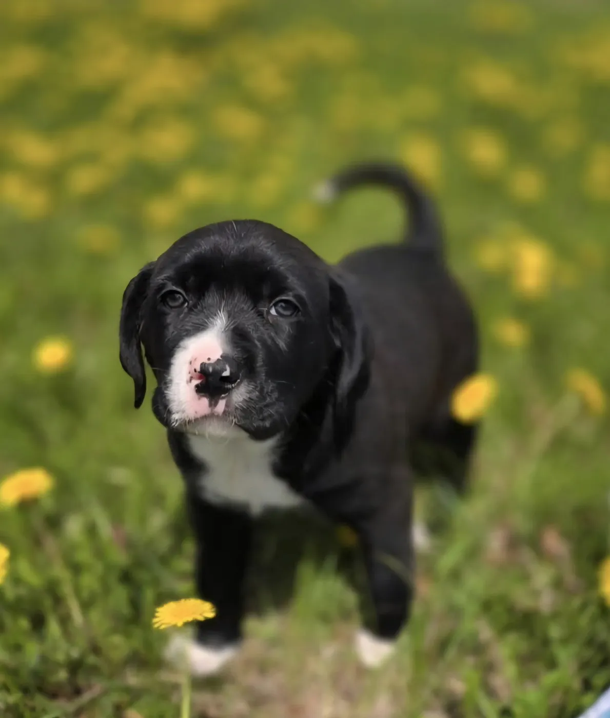 Finn - Photo 1