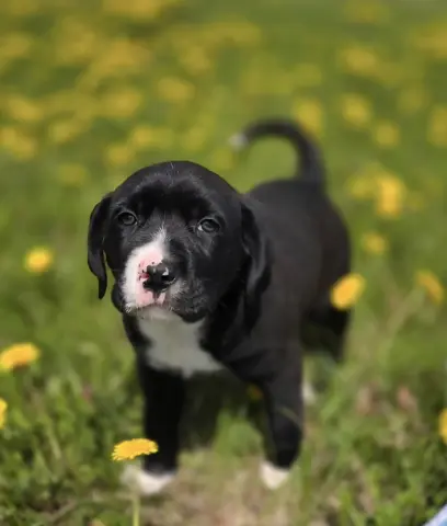 Finn
