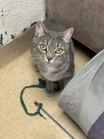 Remi