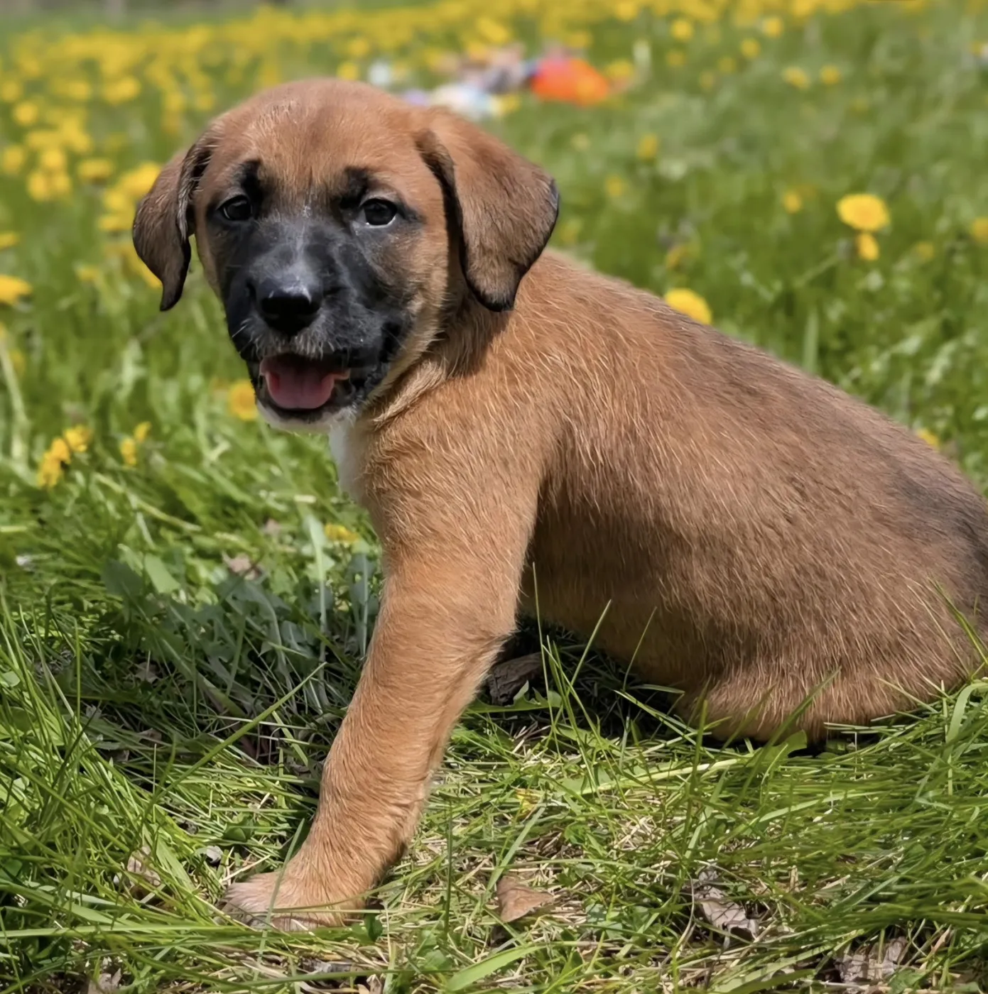 Daisy - Photo 1