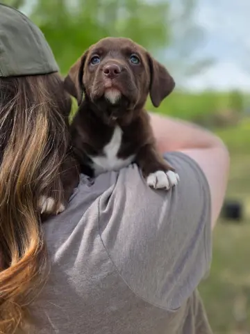 Hazel