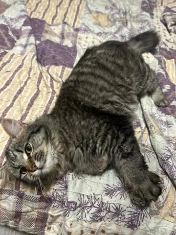 Toe