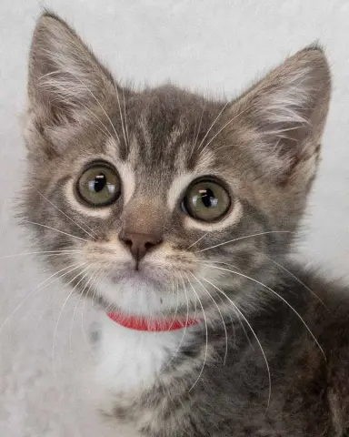Lil
