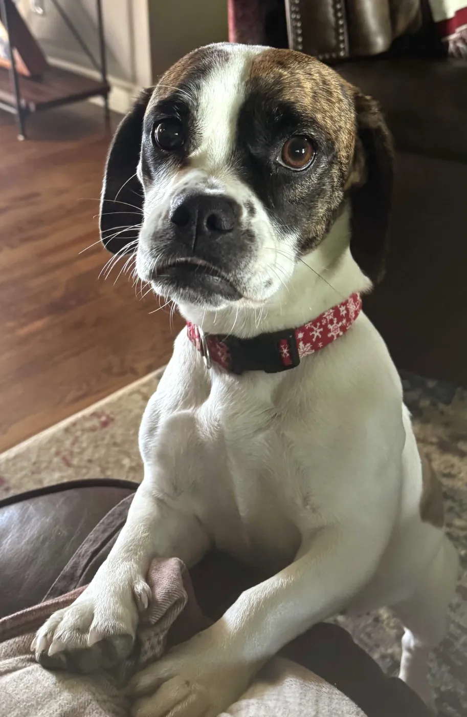 Daisy Belle - Photo 1